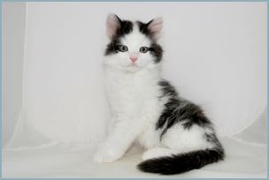 Male Siberian Kitten from Deedlebug Siberians